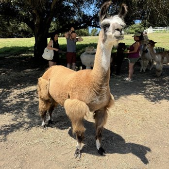 Canzelle Alpacas - Llama - Farms Near Me - Carpinteria, California Canzelle Alpacas - Llama - Farms Near Me - Carpinteria, California