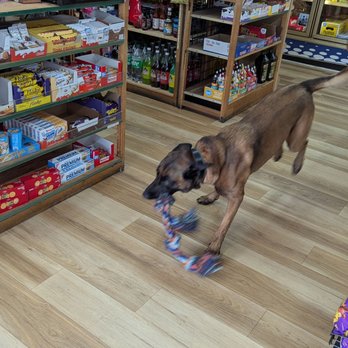 Miss Tomato - Maxie, the 2 year old male German Shepherd. - Sandwiches Near Me - Pacifica, California