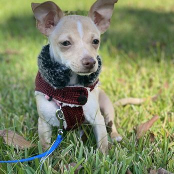 Furry To Fantastic - Rue - Pet Groomers Near Me Furry To Fantastic - Rue - Pet Groomers Near Me