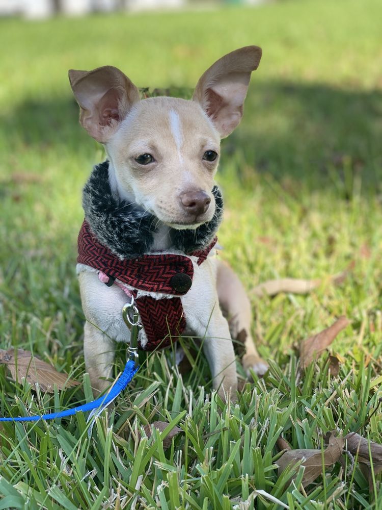 Furry To Fantastic - pet boarding facility in Humble, TX