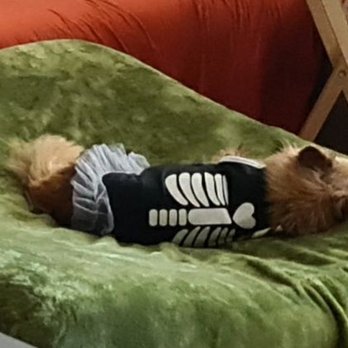 All Brands Furniture - Little 10lb dog in the hole created by poor manafacturing - Furniture Stores Near Me - Edison, New Jersey All Brands Furniture - Little 10lb dog in the hole created by poor manafacturing - Furniture Stores Near Me - Edison, New Jersey