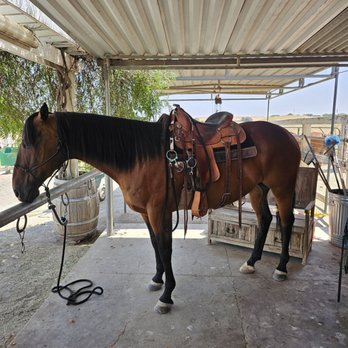 Bradshaw Equestrian & Co. - Horseback Riding Near Me Bradshaw Equestrian & Co. - Horseback Riding Near Me