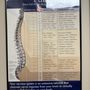 Miller Chiropractic