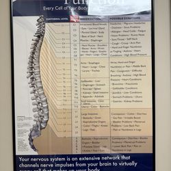 Miller Chiropractic - Spinal nerve function