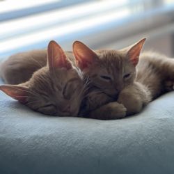 Escambia County Animal Shelter - Super Sweet Babies