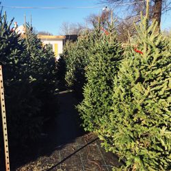 Jenkins Nursery & Landscaping - Great selection and great prices! 8ft+ tree for $90 (with tax) 5-7ft trees were $60-$70.