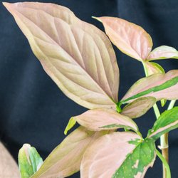Gold Leaf Botanicals