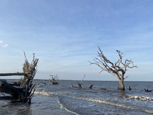 Driftwood Beach by null