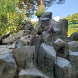 Parc Phoenix - Otters! Taken by Clayton Cohn.