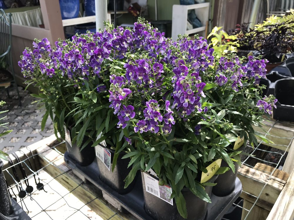 WHISTLE STOP GARDEN Updated September 2024 100 4th Ave NW, Lutz