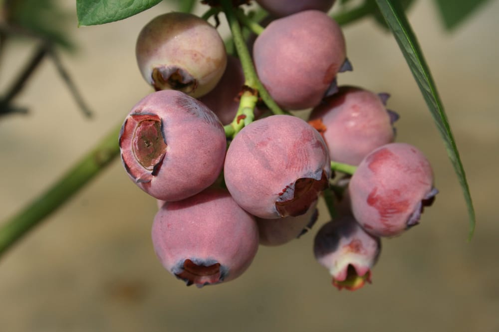 BRIGGS NURSERY Updated September 2024 715 S Bank Rd, Elma, Washington Nurseries