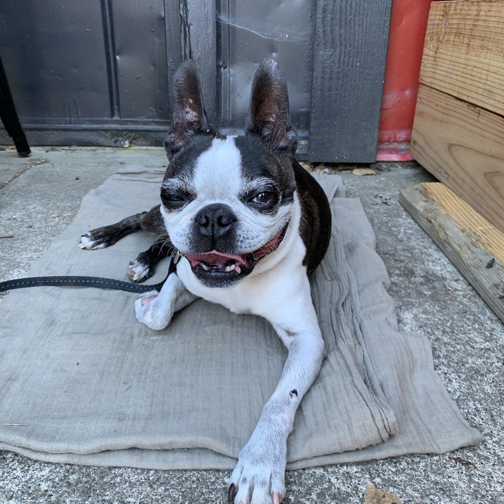 Corner Project Ales & Eats - Dog friendly! - Gastropubs Near Me - Geyserville, California Corner Project Ales & Eats - Dog friendly! - Gastropubs Near Me - Geyserville, California