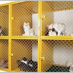 Nelly's Ark