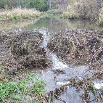 Timberline Wildlife Services - Beaver dam - Wildlife Control Near Me