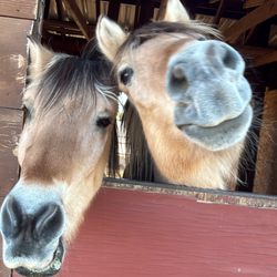 Organ Mountain Ranch - TANK & TEDDY LOVE THE ATTENTION AN CARE THEY RECEIVED AT ORGAN MOUNTAIN RANCH