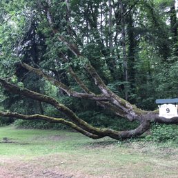 Cool tree 9th Tee Box