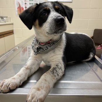 Thomas Veterinary Hospital - BELLA - Veterinarians Near Me - Downey, California Thomas Veterinary Hospital - BELLA - Veterinarians Near Me - Downey, California