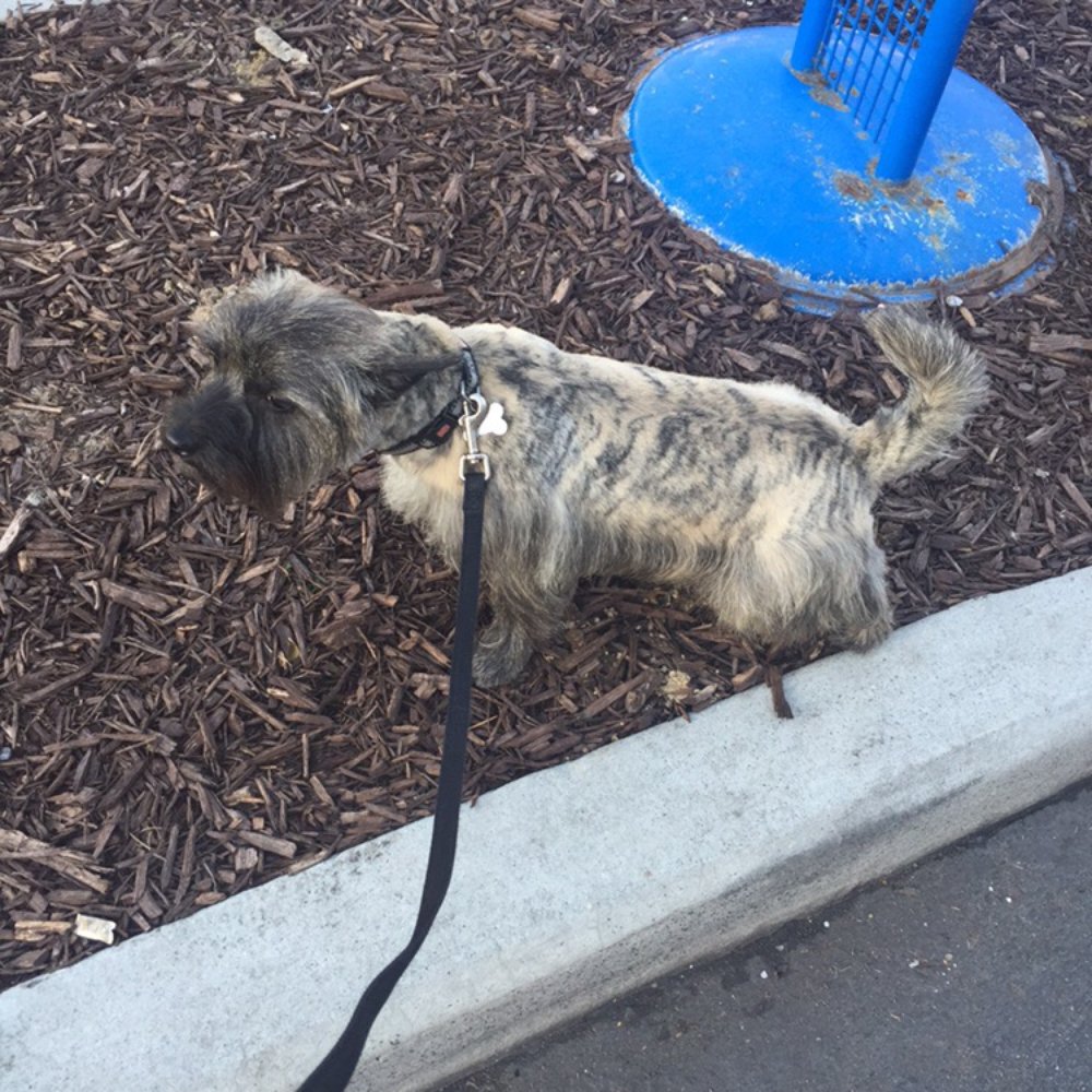 PetSmart - Dex with the '-__-' face while taking a piss. - Pet Stores Near Me - Atlanta, Georgia