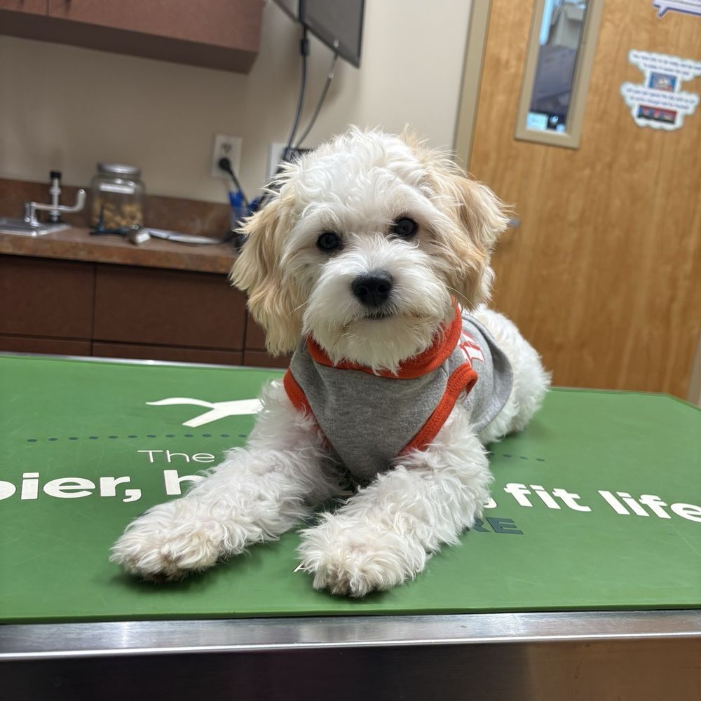 My puppy at the vet sick, bc pet fair never told us she was sick with two parasites