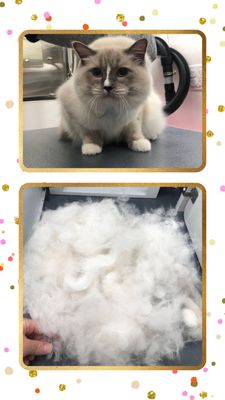 Bow Tie Mobile Pet Grooming