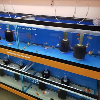 Jordyn's Pets & Plants - Local Fish Stores Near Me - Hilo, Hawaii Jordyn's Pets & Plants - Local Fish Stores Near Me - Hilo, Hawaii
