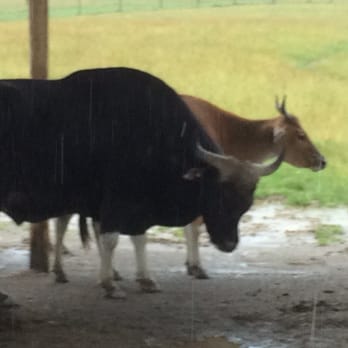 The Wilds - Bull - Parks Near Me - Cumberland, Ohio The Wilds - Bull - Parks Near Me - Cumberland, Ohio