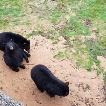 Oswald's Bear Ranch - Zoos Near Me - Newberry, Michigan