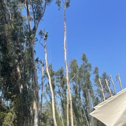 Active Landscape And Tree Service - Removing Eucalptus trees 120ft tall