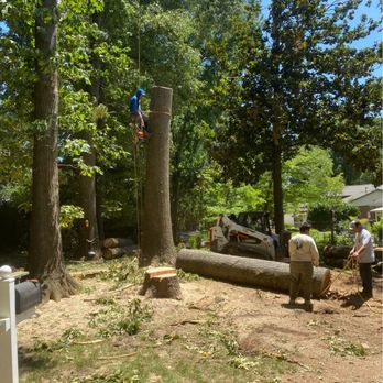 Lizard Tree Service - Tree Services Near Me Lizard Tree Service - Tree Services Near Me