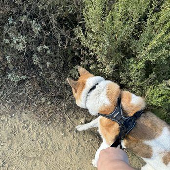 Nike Hill - Doggy - Hiking Near Me