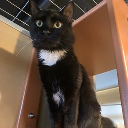 Finn absolutely LOVED the kitty tower!