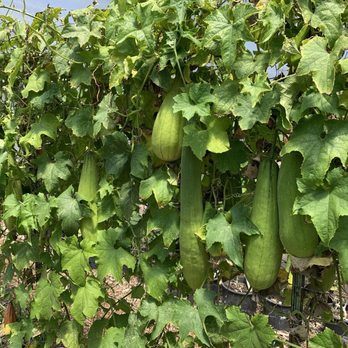The Luffa Farm - Tours Near Me - Nipomo, California The Luffa Farm - Tours Near Me - Nipomo, California
