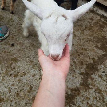 Goat Milk Stuff - Cosmetics & Beauty Supply Near Me - Scottsburg, Indiana