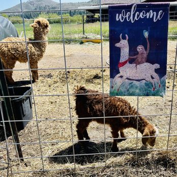 Olde LYFE Alpacas - Attraction Farms Near Me - Carson City, Nevada
