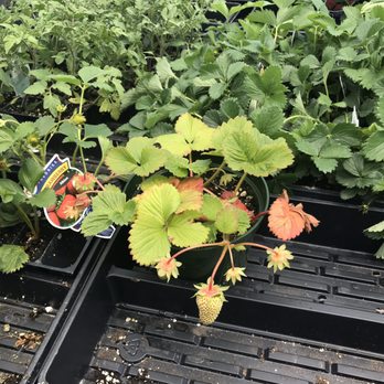 Evergreen Nursery - Baby strawberries - Nurseries & Gardening Near Me - San Leandro, California Evergreen Nursery - Baby strawberries - Nurseries & Gardening Near Me - San Leandro, California