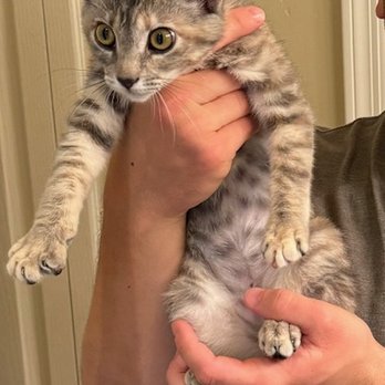 Caring Hearts Animal Clinic - PHYLLIS! - Veterinarians Near Me - Gilbert, Arizona