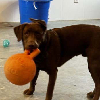 Creature Comforts Pet Care - Chester Loves ball ! we throw balls a lot at Daycare - Pet Boarding Near Me - New Concord, Ohio Creature Comforts Pet Care - Chester Loves ball ! we throw balls a lot at Daycare - Pet Boarding Near Me - New Concord, Ohio