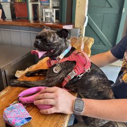 Ferguson Beer Garden - Outside Bar