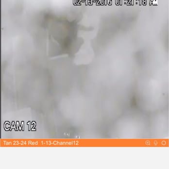 Bark Avenue Pet Resort - Can check on him 24/7 with the live video App - Pet Groomers Near Me - Jacksonville, Florida