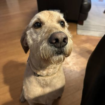 Just groom it by Leah - Actual cut - Pet Groomers Near Me Just groom it by Leah - Actual cut - Pet Groomers Near Me