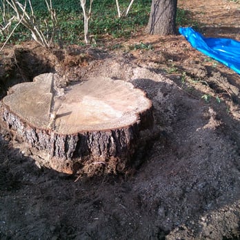 Community Tree Service - Ready For Grinding ( Who Took The Trees Out) - Tree Services Near Me - Chelmsford, Massachusetts