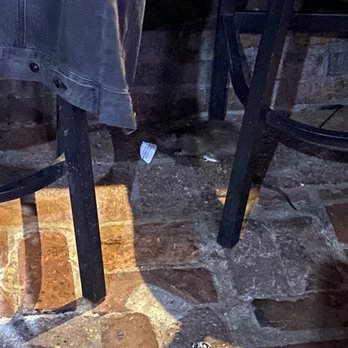 Three Legged Dog - Rat running around the bar - Bars Near Me - New Orleans, Louisiana