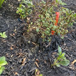 Timothy's Center for Gardening - Nearly dead no growth over summer