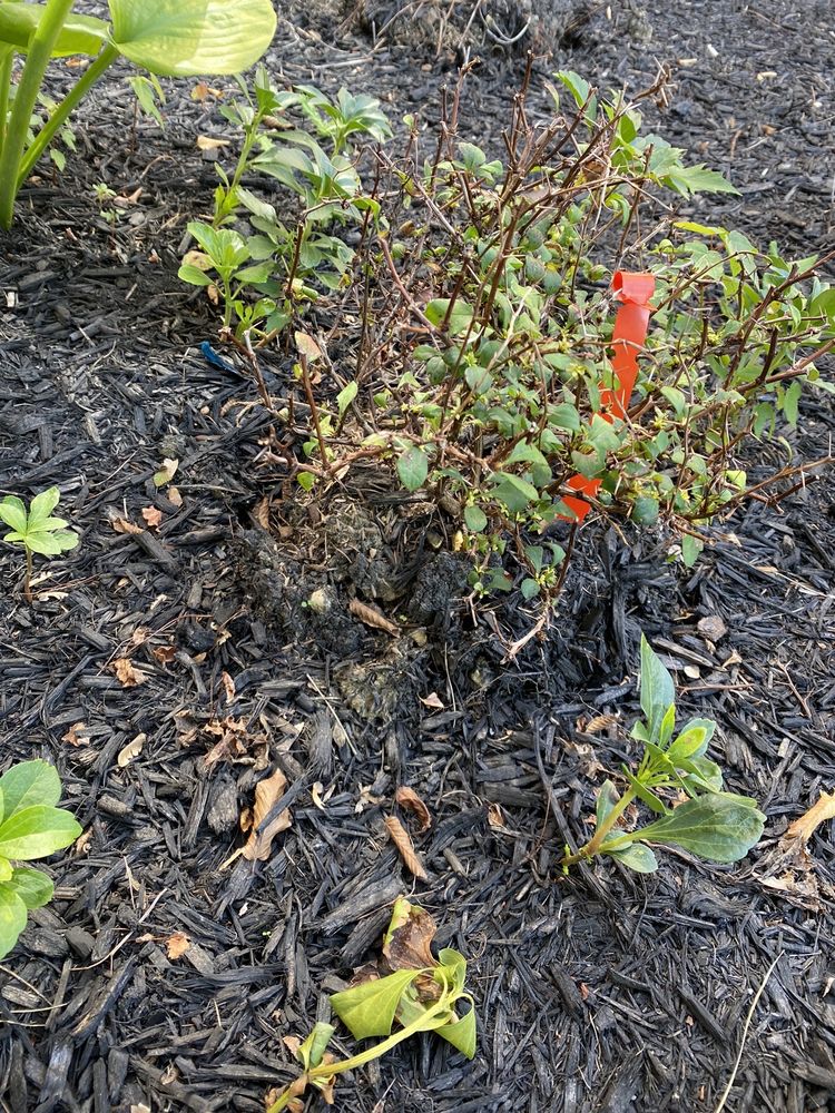 TIMOTHY’S CENTER FOR GARDENING Updated May 2025 19 Photos & 30