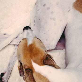 Frame Your Pet - Photographers Near Me