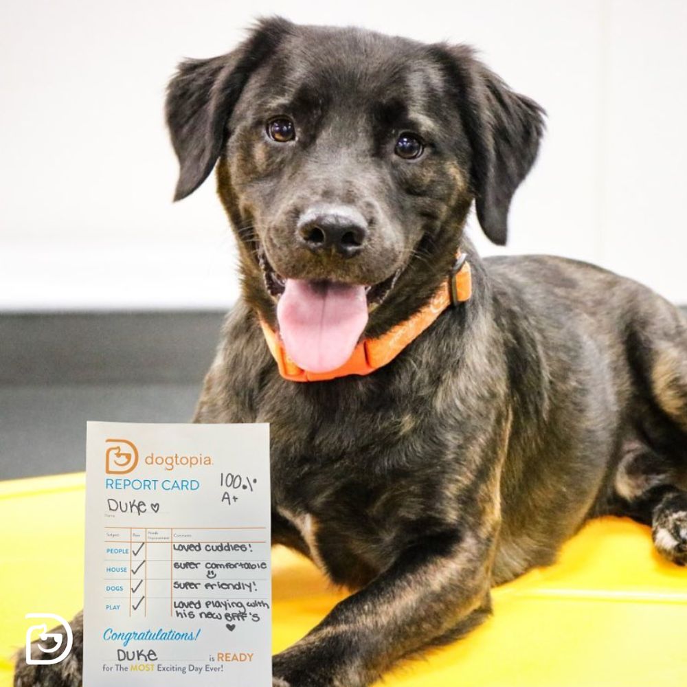 DOGTOPIA MCKINNEY Updated August 2024 12 Photos & 20 Reviews 8416