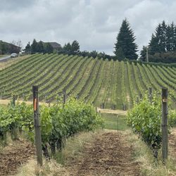 Benza Vineyards - Look at the amazing vineyard.