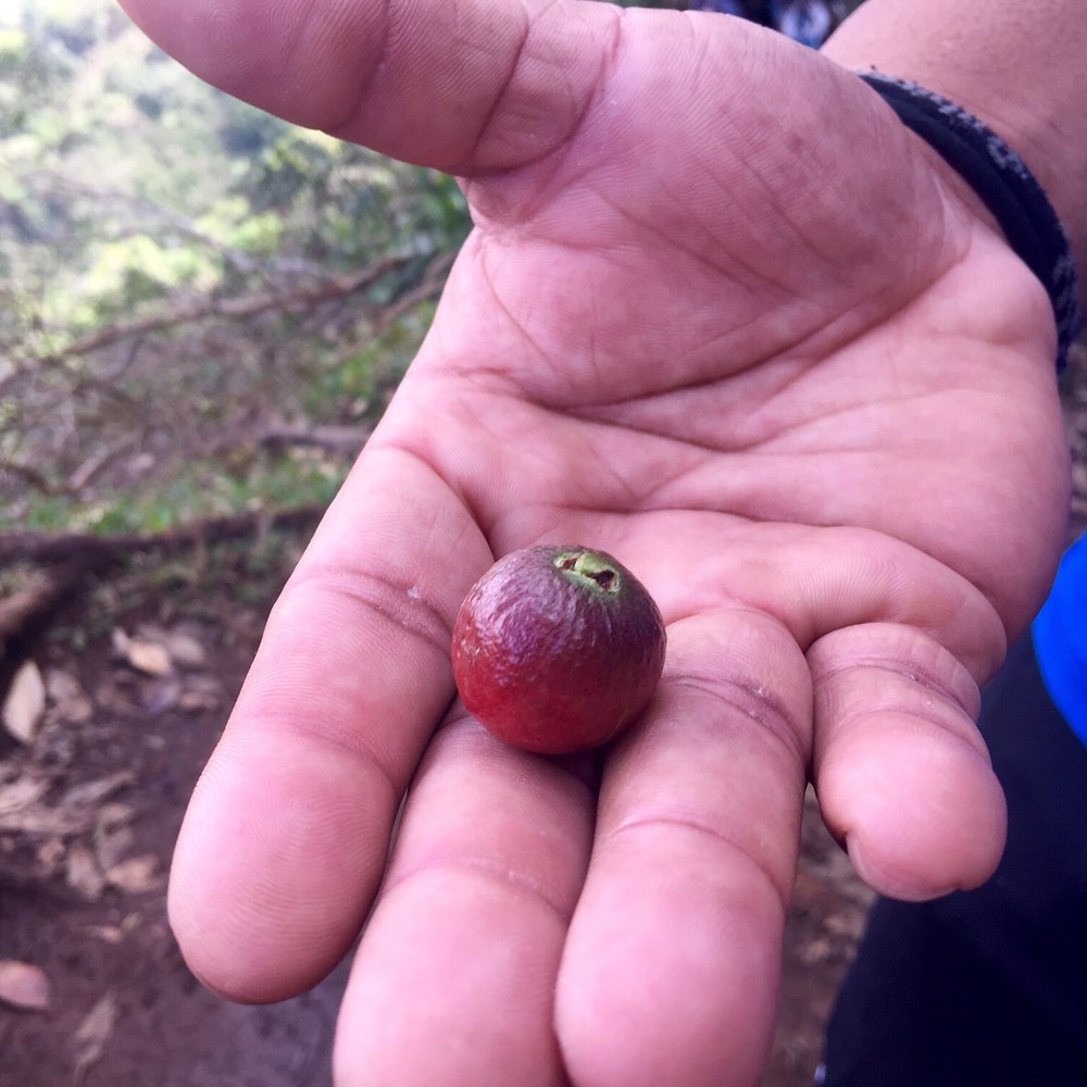 Aiea Loop Trail - guava strawberry - Hiking Near Me - Aiea, Hawaii