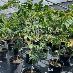 Julie's Tropical Plants - Ice Cream Bean Fruit Tree, The fruit has a pulpy interior, it has a sweet flavor similar to Vanilla Ice Cream.
