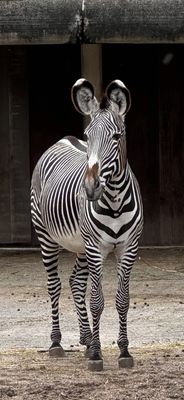 ARTIS by null